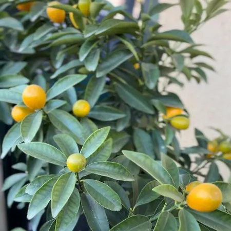 Apartman The Newspapers